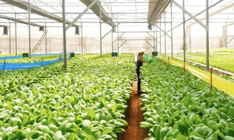 Bình Điền MeKong: Bạn đồng hành tin cậy của nông nghiệp đô thị xanh