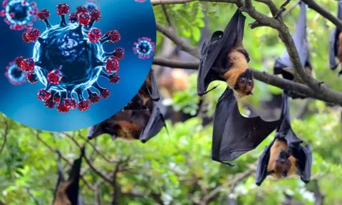Hà Nội: tăng cường giám sát phòng, chống dịch bệnh do virus Nipah