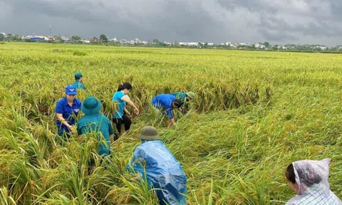 Giá lúa gạo hôm nay 25/9: giá lúa gạo quay đầu giảm