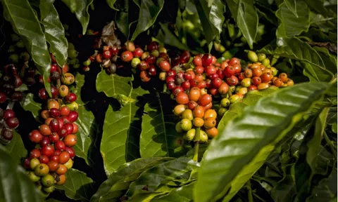 Giá cà phê hôm nay 25/9: Robusta tiếp tục tăng, đạt mức cao kỷ lục