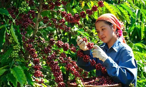 Giá cà phê hôm nay 12/10: 4 nguyên nhân đẩy cà phê quay đầu cuối tuần