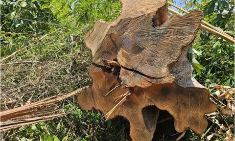 Kon Tum: phát hiện hàng chục ha rừng tự nhiên bị cưa hạ