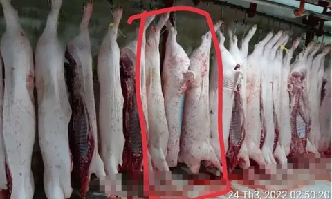 Vụ C.P Việt Nam bị tố bán heo bệnh: Không khởi tố vụ án nhưng niềm tin người tiêu dùng vẫn "lơ lửng"?