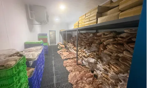 Hơn 50 tấn thịt heo bị “phù phép” thành thịt đà điểu, dê, nai, tuồn ra thị trường dịp Tết