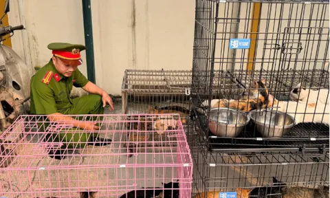 Lật tẩy thủ đoạn của đường dây chuyên trộm mèo