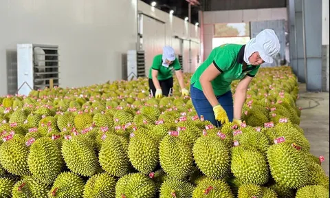 Dán tem truy xuất nguồn gốc trái cây: “Tấm hộ chiếu” nâng tầm giá trị xuất khẩu