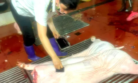 ​Phúc Thọ chủ động siết chặt quản lý giết mổ động vật