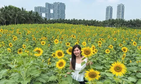 Check-in đồi hoa hướng dương rực vàng ngay sát Hà Nội