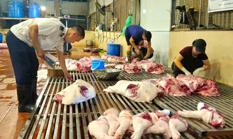 Kiểm tra đột xuất hoạt động giết mổ động vật tại các xã Trần Phú, Bình Minh và phường Chương Mỹ