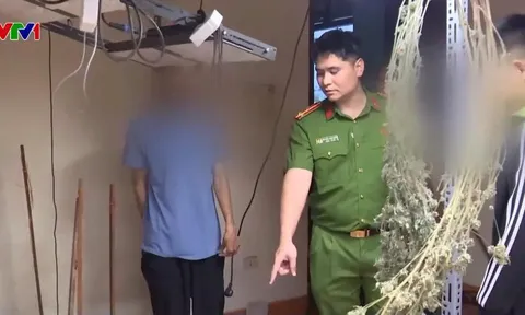 Công an phường Yên Hòa triệt phá đường dây trồng, chế biến cần sa