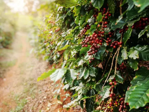 Giá cà phê hôm nay 26/9: duy trì đà tăng, Robusta liên tục lập kỷ lục