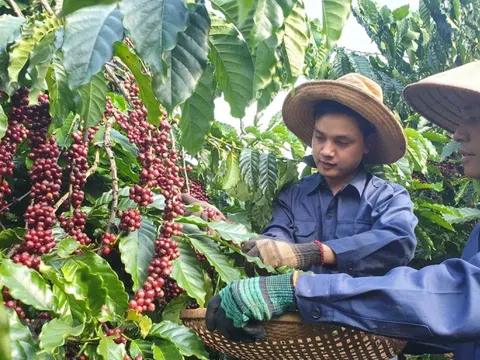 Giá cà phê hôm nay 27/9: Robusta liên tục lập kỷ lục, trong nước vượt 123.000đồng/kg