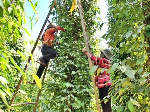 Giá tiêu hôm nay 2/10: tiếp tục tăng ở Đắk Lắk, nông dân phấn khởi