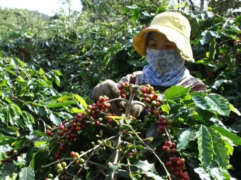 Giá cà phê hôm nay 5/10: tăng trở lại, Robusta thêm hơn 100 USD/tấn