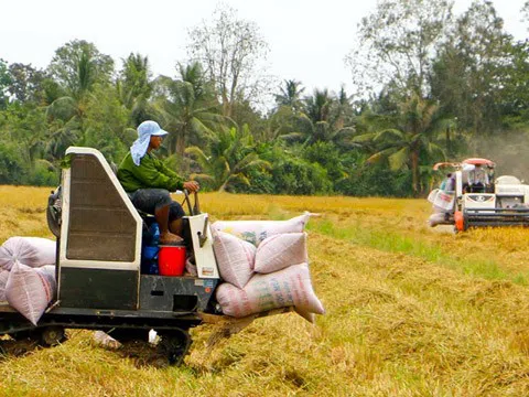 Giá lúa gạo hôm nay 6/10: giá gạo tăng nhẹ