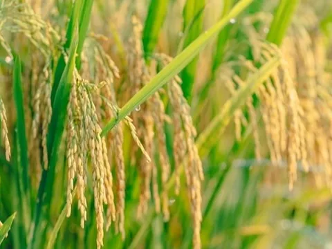 Giá lúa gạo hôm nay 10/10: giá gạo quay đầu giảm nhẹ