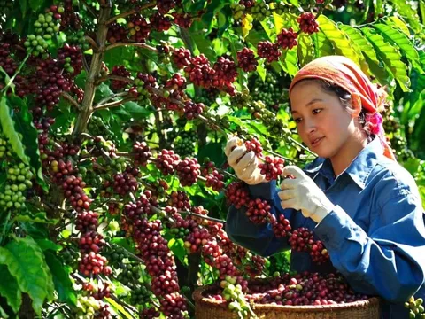 Giá cà phê hôm nay 10/10: chỉ tăng nhẹ dù tồn kho trên sàn giảm sâu
