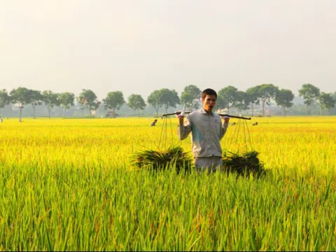 Giá lúa gạo hôm nay 13/10: giá gạo tăng nhẹ