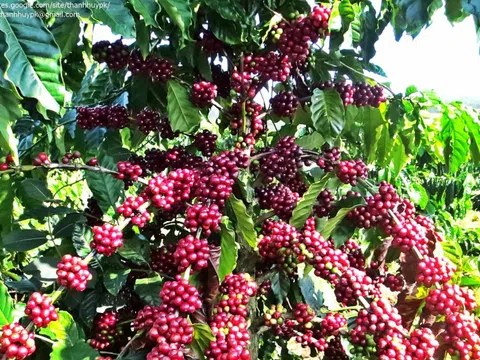 Giá cà phê hôm nay 15/10: tăng mạnh trở lại, Robusta thêm hơn 100 USD/tấn