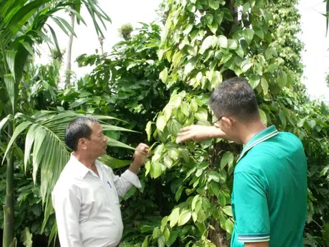 Giá tiêu hôm nay 15/10: bức tranh trái ngược giá tiêu Indonesia và Việt Nam