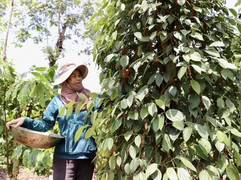 Giá tiêu hôm nay 16/10: tăng trở lại ở Đông Nam Bộ và Gia Lai