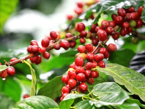 Giá cà phê hôm nay 17/10: Arabica tăng trở lại, Robusta bị áp lực vụ mới