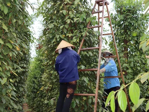 Giá tiêu hôm nay 21/10: Việt Nam tăng cường nhập khẩu hồ tiêu Indonesia