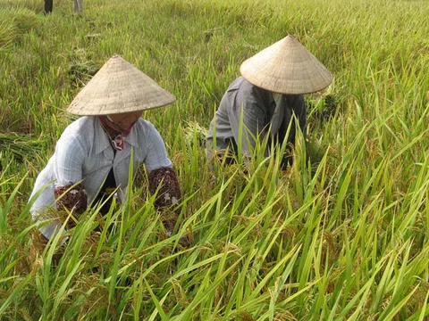 Giá lúa gạo hôm nay 22/10: giá gạo tăng nhẹ 50 - 100 đồng/kg