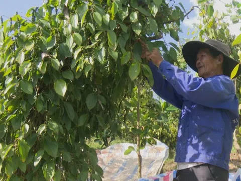 Giá tiêu hôm nay 23/10: Gia Lai tăng nhẹ, tiêu Indonesia giảm sau chuỗi ngày tăng