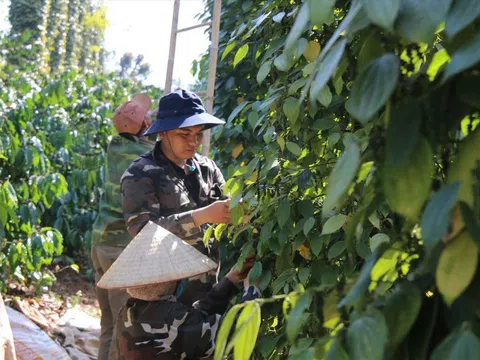 Giá tiêu hôm nay 26/10: bức tranh giá tiêu các nước tuần này