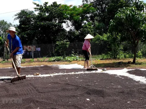 Giá tiêu hôm nay 28/10: nhận định hồ tiêu tuần này, đà giảm vẫn còn