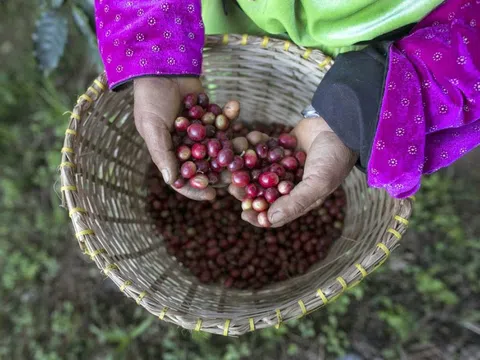 Giá cà phê hôm nay 29/10: tiếp tục tăng, Robusta thêm gần 100 USD/tấn