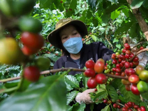 Giá cà phê hôm nay 31/10: tăng trở lại, Robusta phục hồi sau ngày giảm mạnh