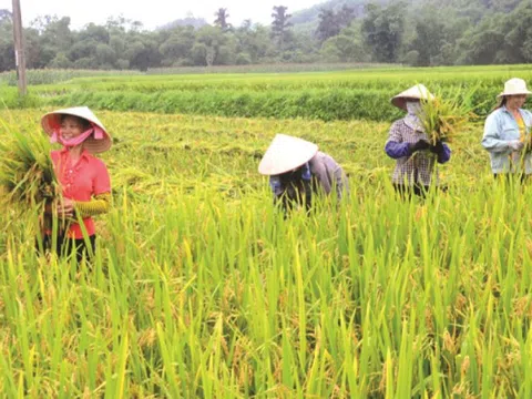 Giá lúa gạo hôm nay 1/11: gạo thành phẩm giảm nhẹ 50 đồng/kg