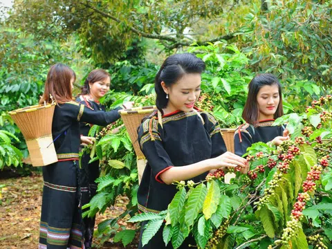 Giá cà phê hôm nay 3/11: Robusta có tuần giảm mạnh thứ 5 liên tiếp