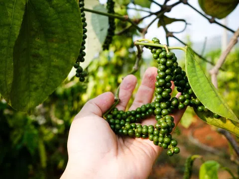 Giá tiêu hôm nay 19/11: xuất khẩu chậm lại, Việt Nam tăng cường nhập tiêu Indonesia