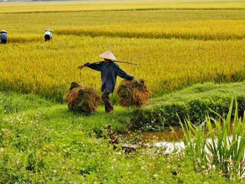 Giá lúa gạo hôm nay 20/11: gạo thơm tăng cao