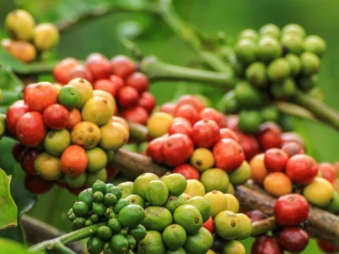 Giá cà phê hôm nay 21/11: 2 sàn tăng mạnh, Robusta thêm gần 150 USD/tấn