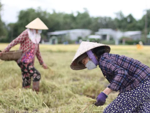 Giá lúa gạo hôm nay 17/12: gạo thơm nhích nhẹ