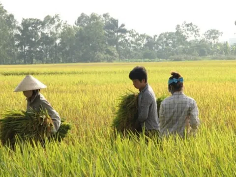 Giá lúa gạo hôm nay 19/12: giá quay đầu giảm mạnh