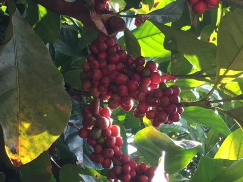 Giá cà phê hôm nay 19/12: 2 sàn trái chiều, Arabica tăng mạnh