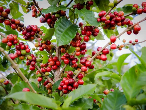 Giá cà phê hôm nay 21/12: 2 nguyên nhân đẩy giá Arabica tăng trở lại