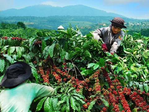 Giá cà phê hôm nay 30/12: nhận định giá cà phê tuần này, Robusta gặp khó