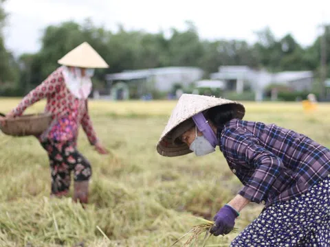 Giá lúa gạo hôm nay 3/1: giá gạo tăng nhẹ