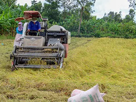 Giá lúa gạo hôm nay 7/1: gạo tiếp đà giảm mạnh