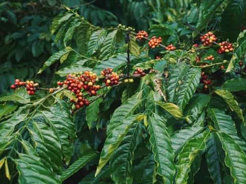 Giá cà phê hôm nay 7/1/2025: Robusta tăng trở lại, áp sát mốc 5.000 USD/tấn