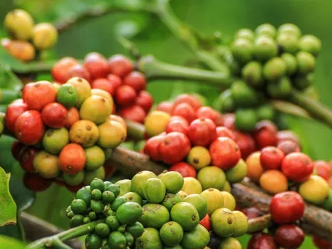 Giá cà phê hôm nay 14/1/2025: Arabica tăng tiếp, vụ thu hoạch diễn ra thuận lợi