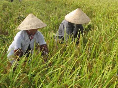 Giá lúa gạo hôm nay 16/1: giá gạo giảm nhẹ