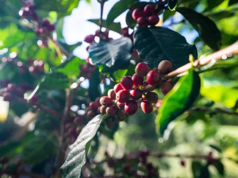 Giá cà phê hôm nay 6/2/2025: Arabica tăng không điểm dừng, Robusta thêm cả trăm USD/tấn