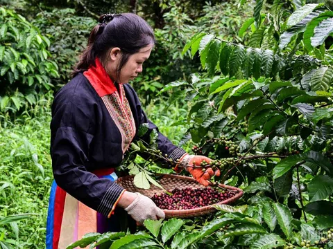 Giá cà phê hôm nay 7/2/2025: Arabica liên tiếp lập kỷ lục, tăng liền 12 ngày